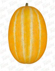 镇海十条棱黄金瓜