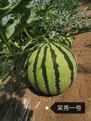 采秀一号