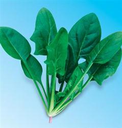 绿优秀6号菠菜