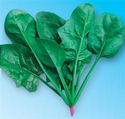 绿优秀5号菠菜